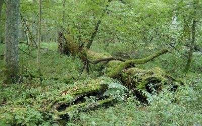 Les plantes sensibles * Une forêt primaire