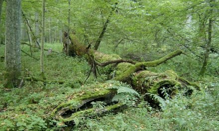Les plantes sensibles * Une forêt primaire
