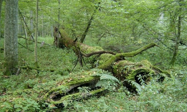 Les plantes sensibles * Une forêt primaire